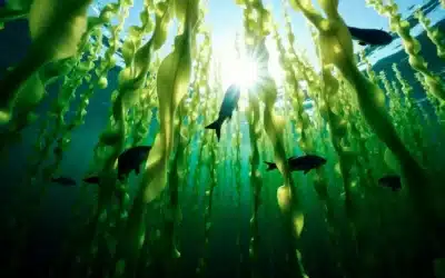 Řasy jako superpotravina: Výhody alg pro zdraví a výživu