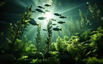 Jak doplnit DHA a EPA bez živočišných produktů